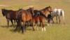 Brood Mares on the Hill
