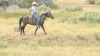 Casey Smith on an Ol\' Runnin Iron X Latigo X WD One 3-year-old gelding