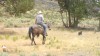 Casey Smith on an Ol\' Runnin Iron X Latigo X WD One 3-year-old gelding