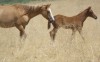 Lone Command 045 with her 2014 filly by Bunk House 045