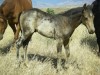 SG Rodeo Cowboy colt, out of Bar Dee Kathy