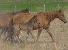 Lonsum North 045 with her 2015 roan filly by Crusader 45