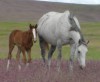 Miss Winter 045 with her 2014 gray filly by Marshalls Pistol 045