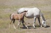 Miss Winter 045 with a Marshalls Pistol grey filly