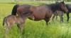 Limping Wood 045 with her 2014 blue roan stud colt by Vaquero 45