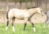 2023 foal by Deseret 045