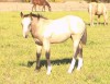 2023 foal by Deseret 045