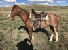 2017 Colt by Latigo 45 and out of Driftwood Frost 045