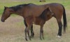 WD Strawberry Jody with her 2014 bay filly by Little Wrangler 45