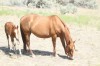Plain Indian 45 as a weanling with dam Lonsum North 045