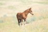 Plain Indian 45 as a weanling