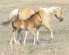 Amarillo 45 with her 2014 bay filly by Chickasha Cowboy 045
