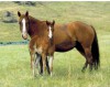 Marshalls Lady 45 with her first foal Lonsum Drover 45
