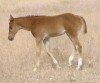 Click to Enlarge Photo Saddle Skirt 45 as a weanling