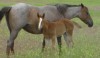 Click to Enlarge Photo Saddle Skirt 045 as a weanling with her dam Rodeo Skirt 045
