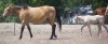 Click to Enlarge Photo Money Changer 45 as a weanling with his dam Golden Guinea 045