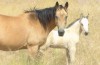 Click to Enlarge Photo Money Changer 45 as a weanling with his dam Golden Guinea 045