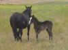 Hancock Fancy Face with her 2015 black stud colt by Vaquero 45
