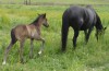 Click to Enlarge Photo Hancock Ritz 45 as a weanling with his dam Hancock Fancy Face