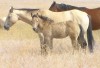 My Buckskin Cowgirl 45 as a weanling with her dam Cowboys Cowgirl 045