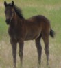 Click to Enlarge Photo Black Patty 45 as a weanling