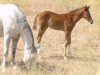 Miss Silver Saddle 45 as a weanling with her dam Miss Winter 045