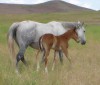 Click to Enlarge Photo Off Latigo 45 as a weanling with his dam Stainless Handle 045
