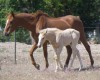 Long Rope Jody 45 as a weanling with his dam Jodys Little 045