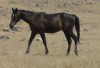 Refuge 45 as a yearling