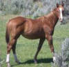 Doll House 45 as a yearling