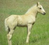 Lancelot 45 as a weanling