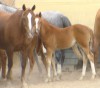Click to Enlarge Photo Cottage Maid 45 as a weanling with her dam Starbert Royal 045