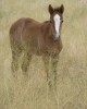 Gray Native Girl 45 as a weanling