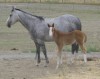 Blue Contessa 45 with her 2014 filly by Lonsum Lucky Bottom 045