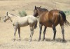 Sir War Drift 45 as a weanling with his dam Hancock War Lady 045