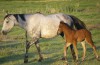 Click to Enlarge Photo Northern Whisper 45 as a weanling with her dam North Wind 045