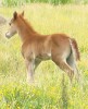 Country Morning 45 as a weanling