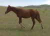 Cowden Ranch House 45 as a yearling