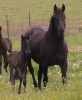 Freight Train 45 as a weanling with his dam Dark Wrangler 045