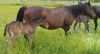 Click to Enlarge Photo Vaquero Driftwood 45 as a weanling with his dam Limping Wood 045