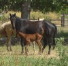 Click to Enlarge Photo Desigo 45 as a weanling with her dam Deseret 045