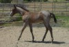 Redwood Girl 45 as a weanling
