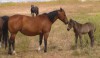 Baywood 45 with her 2015 black stud colt by Crusader 45