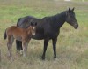 Chickasha Jamie 45 with her 2015 bay roan filly by Crusader 45