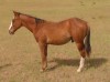 Hollywood Marshall 45 as a yearling