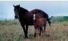 Marshalls Pistol 045 as a weanling with his dam Rexs Barretta