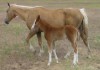 Handle the Blond 045 with her 2014 sorrel filly by Latigo 45