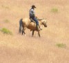 Click to Enlarge Photo Golden Wolf 045 ridden by Mazatl Pearce