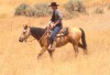Click to Enlarge Photo Golden Wolf 045 ridden by Mazatl Pearce