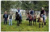 Click to Enlarge Photo Golden Wolf 045 ridden by Zatl Pearce